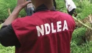 NDLEA Busts Social Media Drug Network, Arrest Kingpins In Lagos