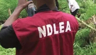 NDLEA Busts Social Media Drug Network, Arrest Kingpins In Lagos